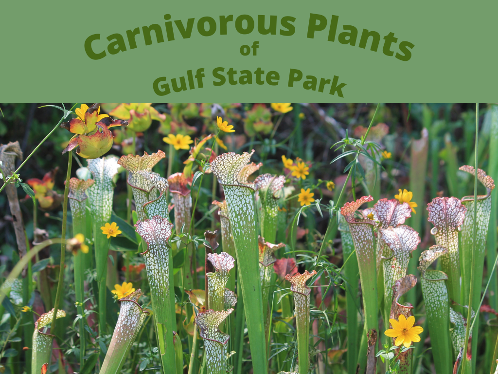 Carnivorous Plants Program at Gulf State Park