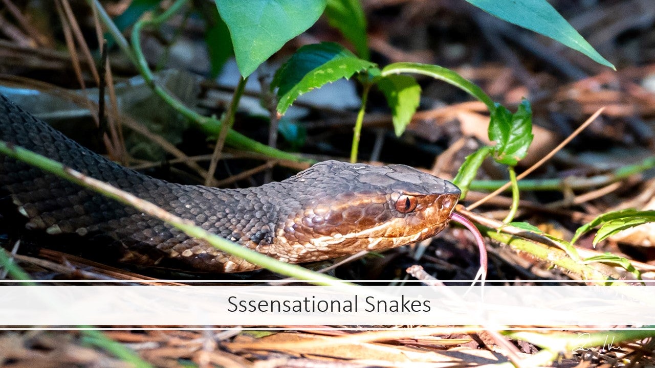 Sensational Snakes program image