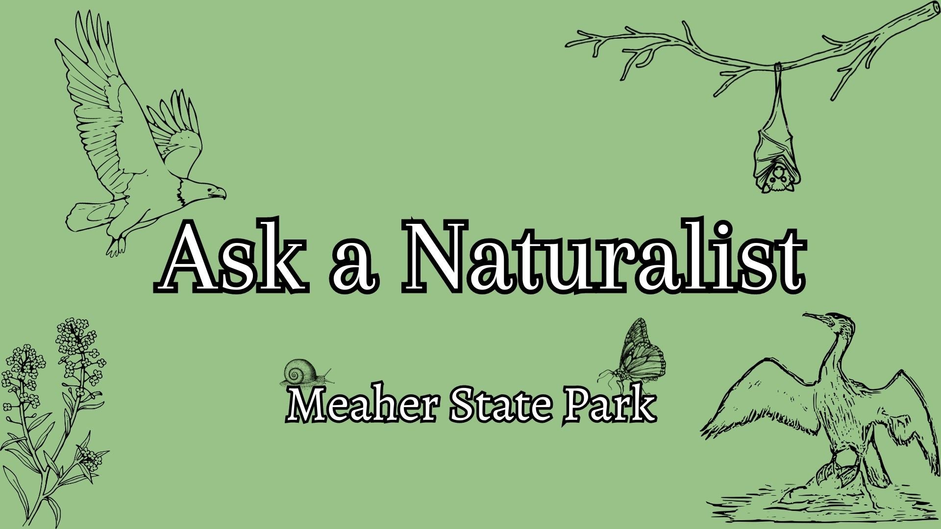 Ask a Naturalist MSP