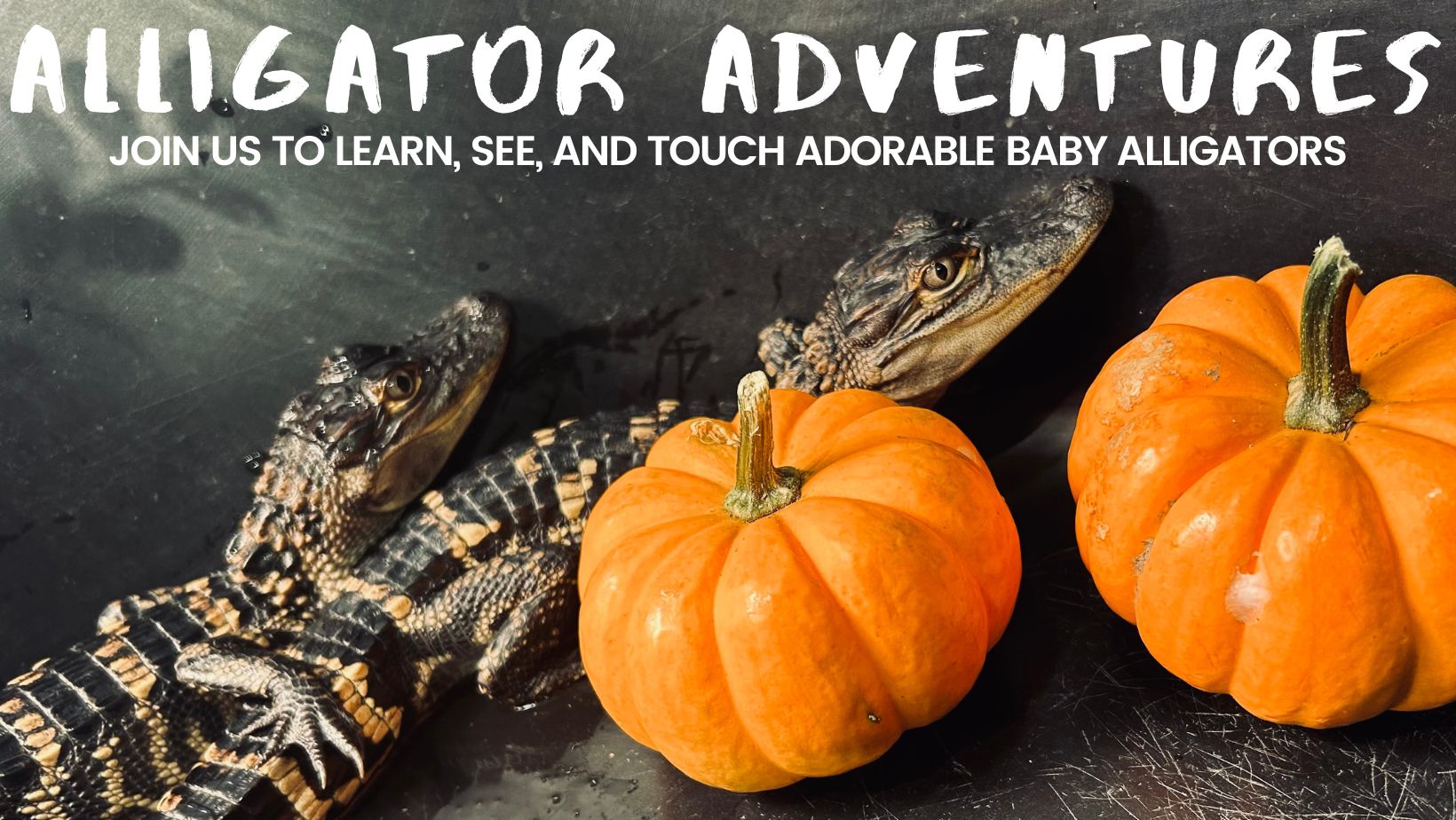 Alligator Adventures Graphic