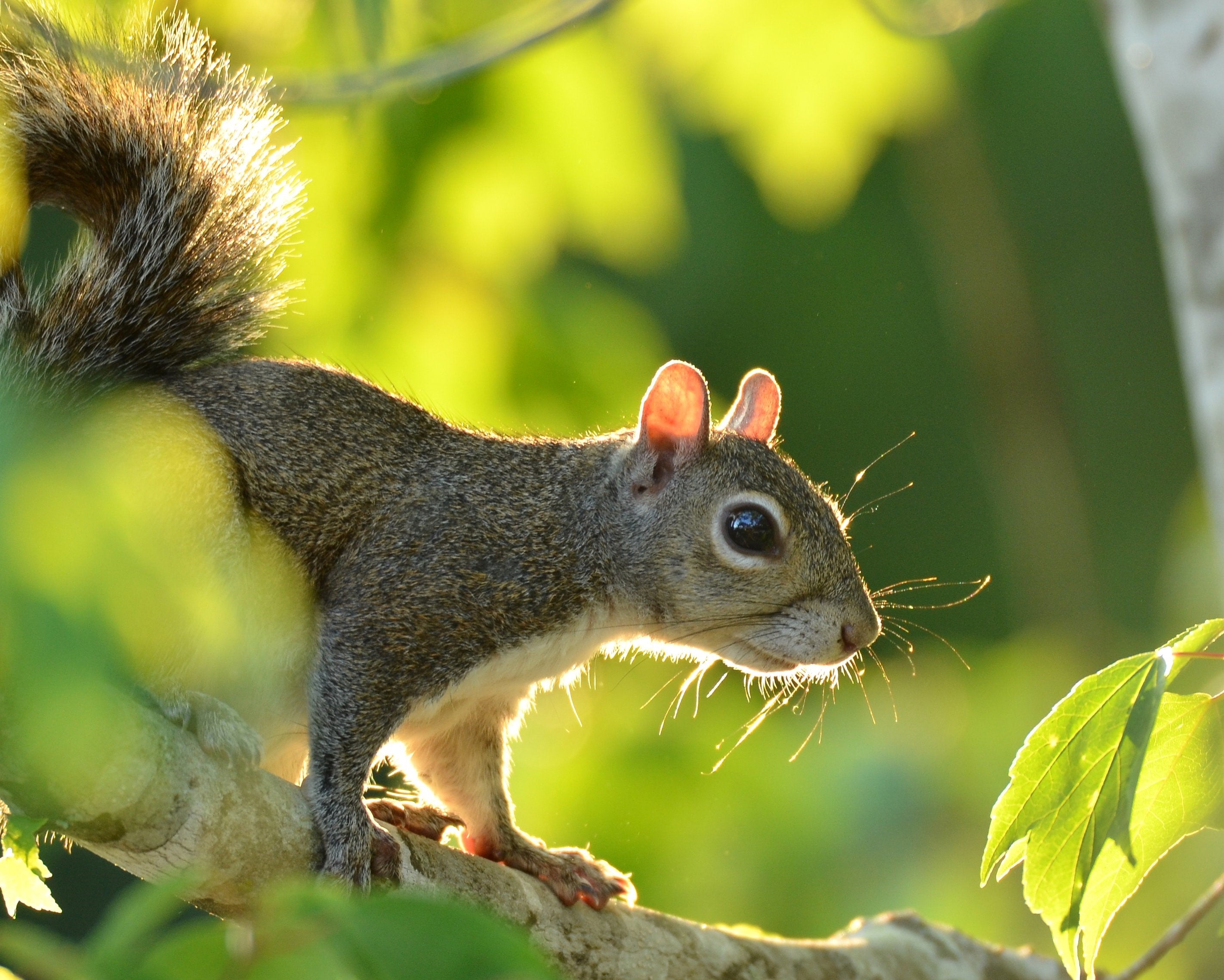 Eastern Gray Squirrel Climbing a Tree by James W. Hybart III
