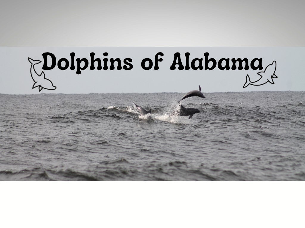 Dolphins of Alabama Program at Gulf State Park