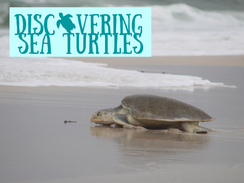 Discovering Sea Turtles Program at Gulf State Park