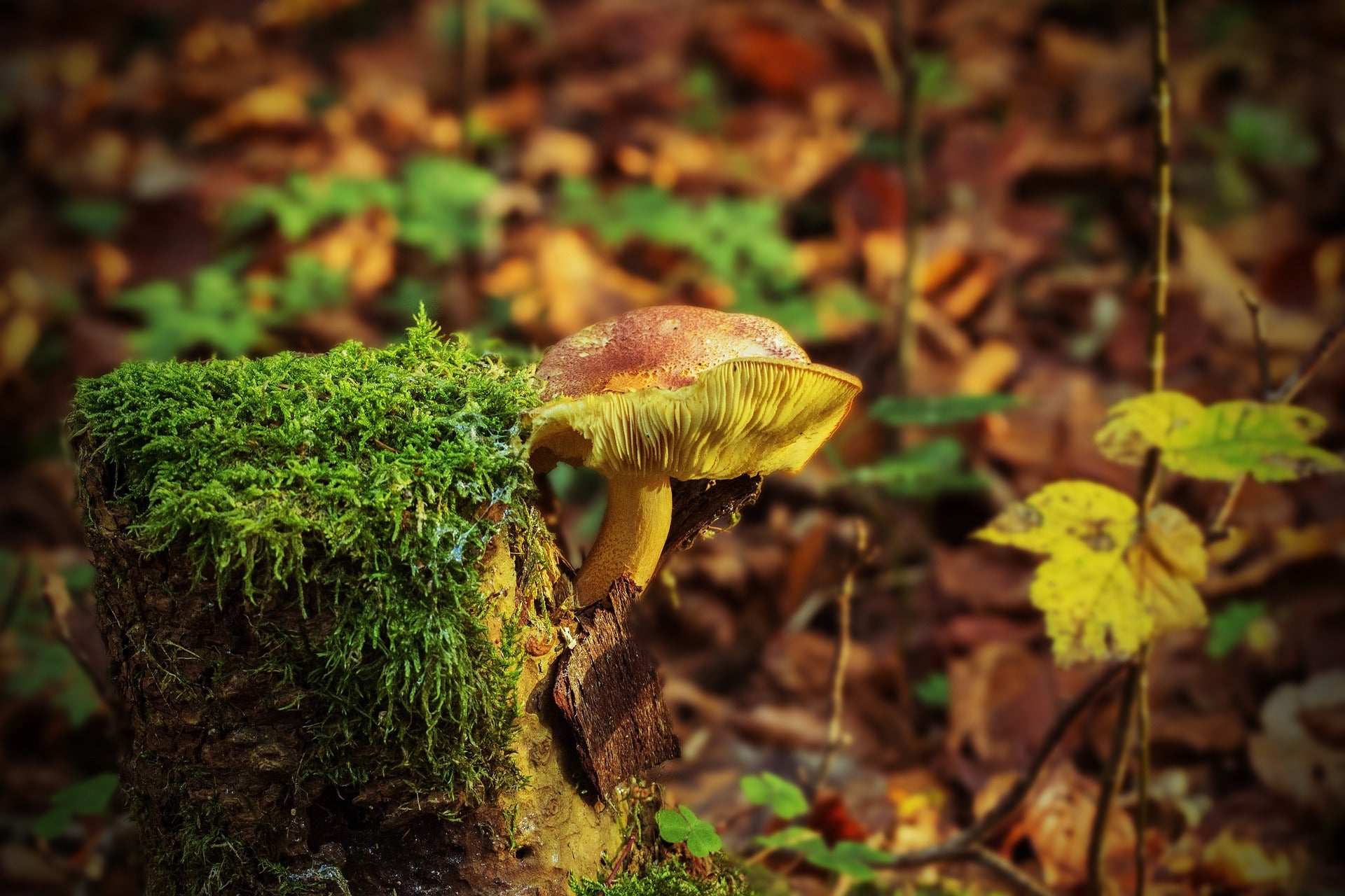 Intro to Mycology