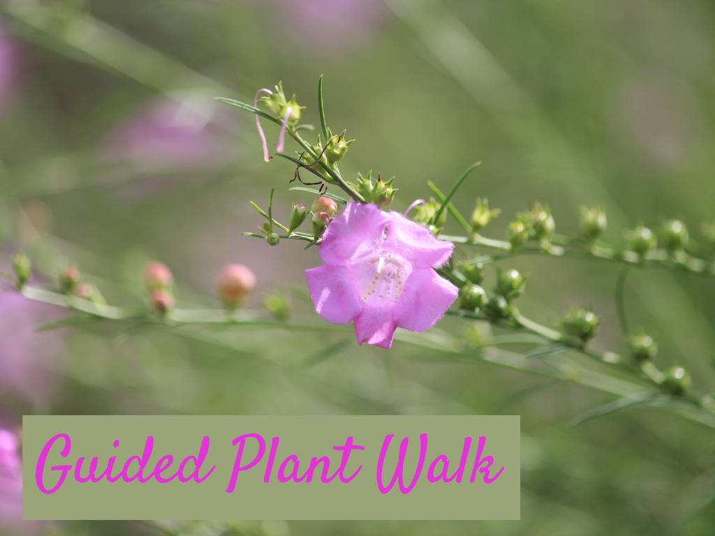 Guided Plant Walk Program at GSP