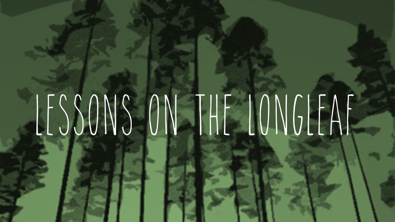 Lessons on the Longleaf 