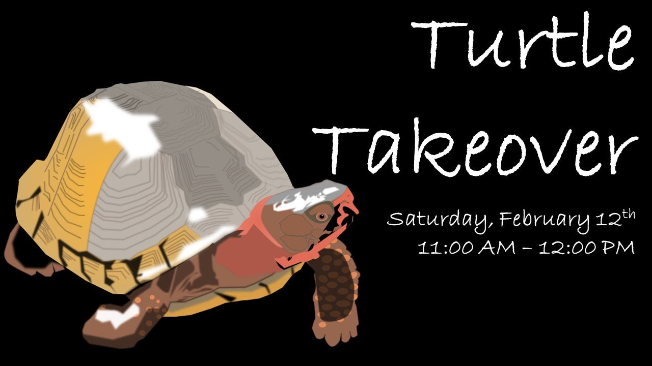 turtle-takeover-alapark