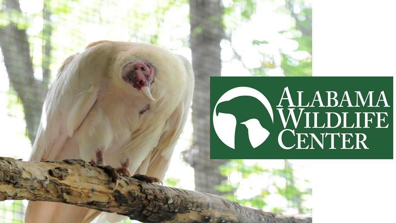 Treetop Interpretive Nature Trail and Boardwalk | Alapark