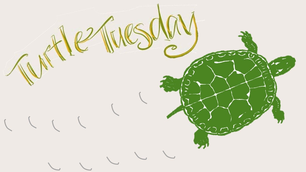 Turtle Tuesday