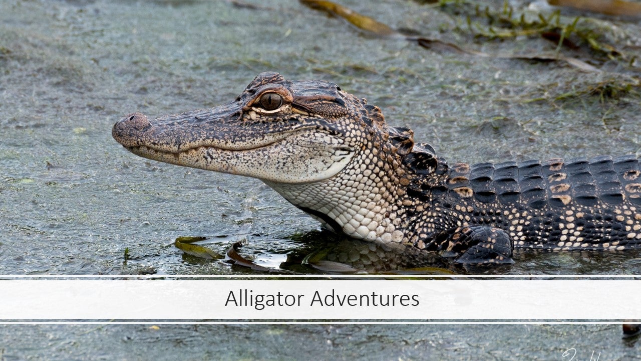 Alligator Adventures