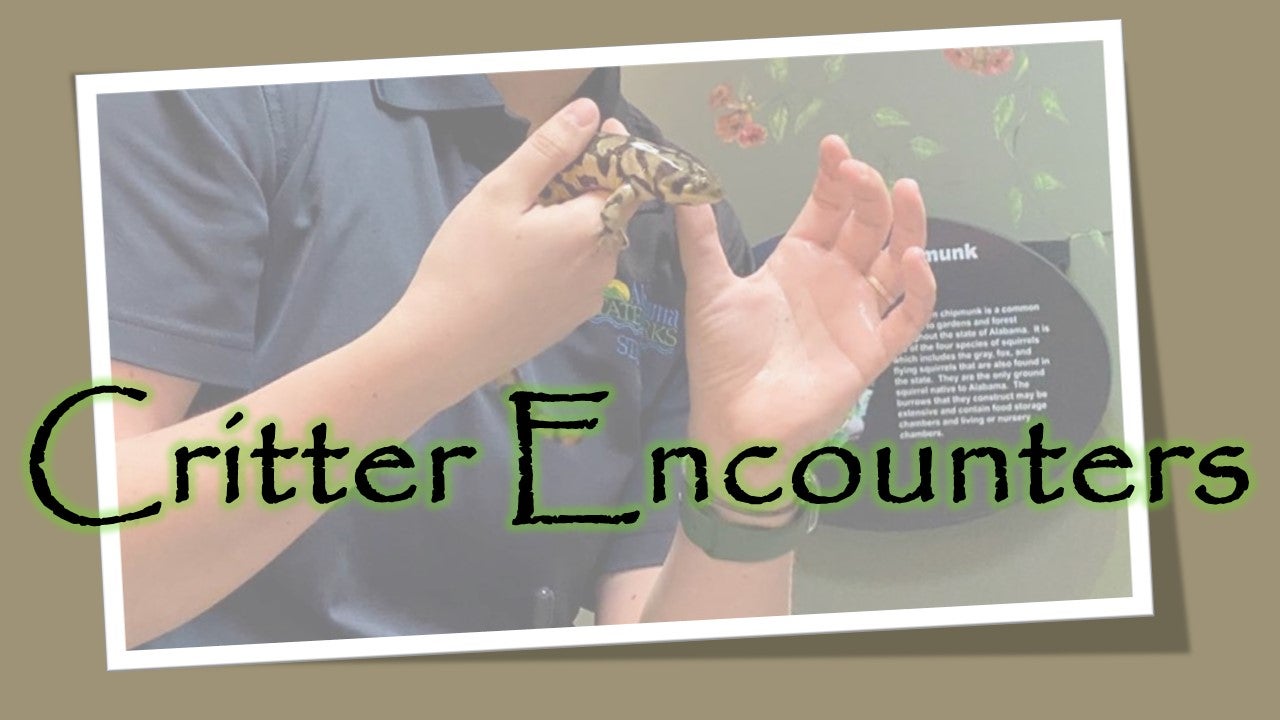 Critter Encounters