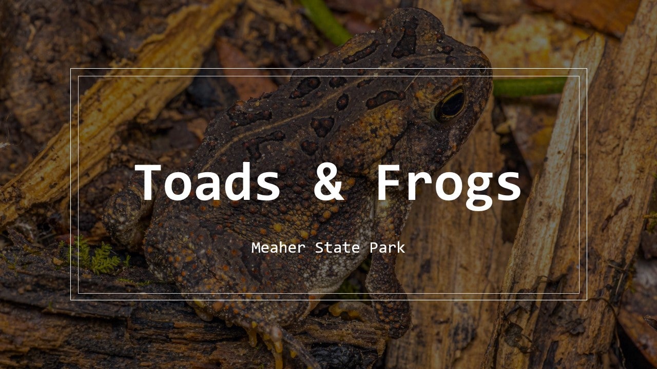 Toads & Frogs: Celebrating the Leap Year at Meaher State Park | Alapark