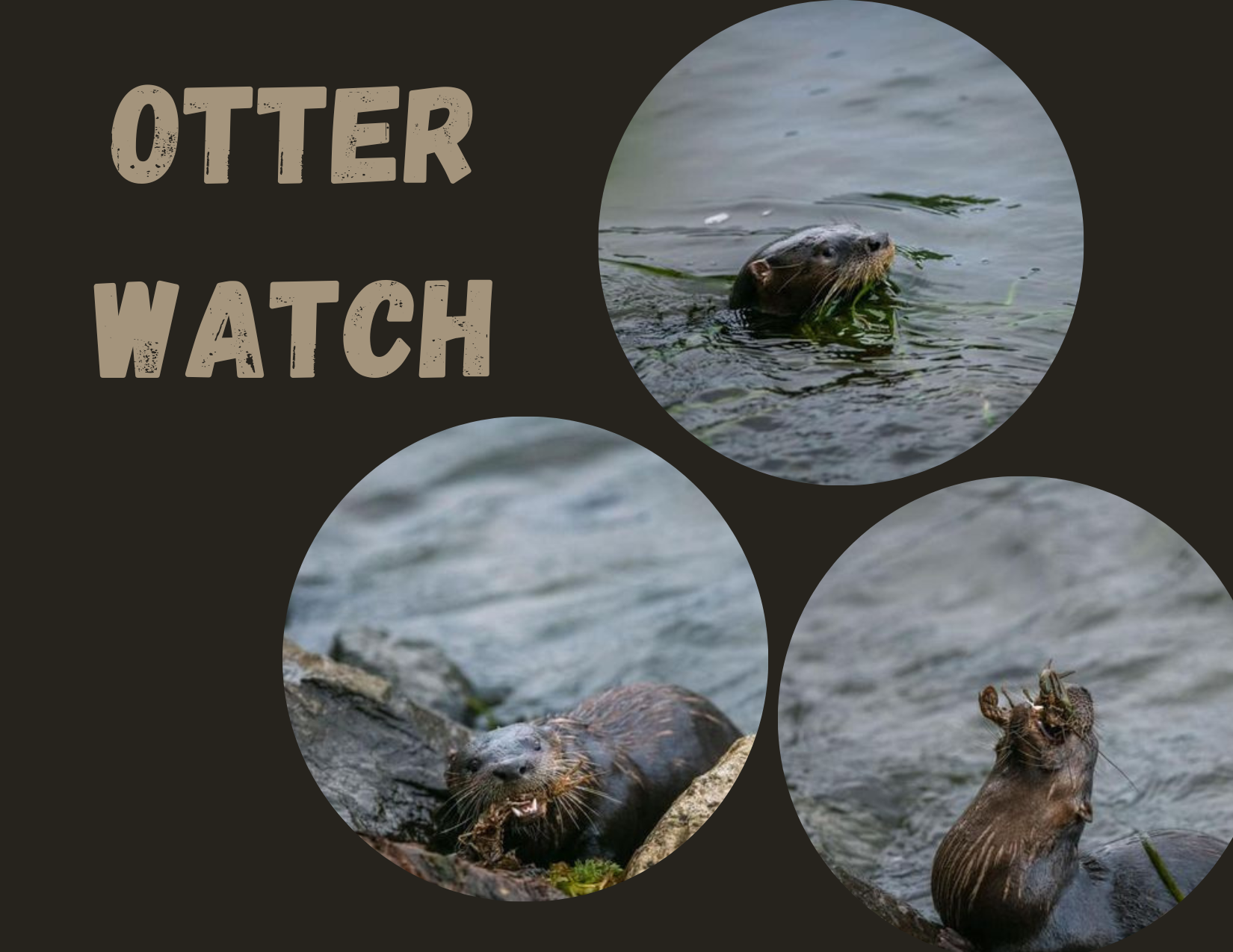 lgsp otter watch