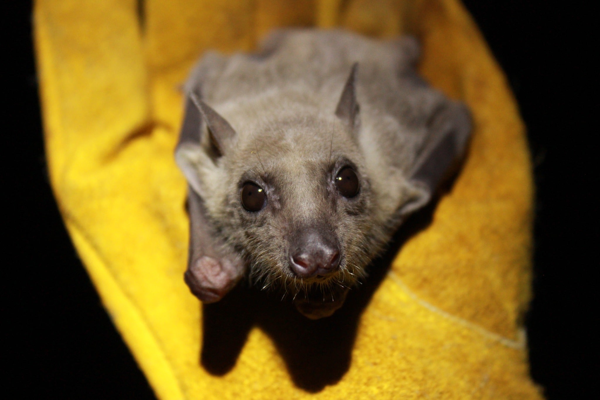 Chewacla State Park Bats and Boos