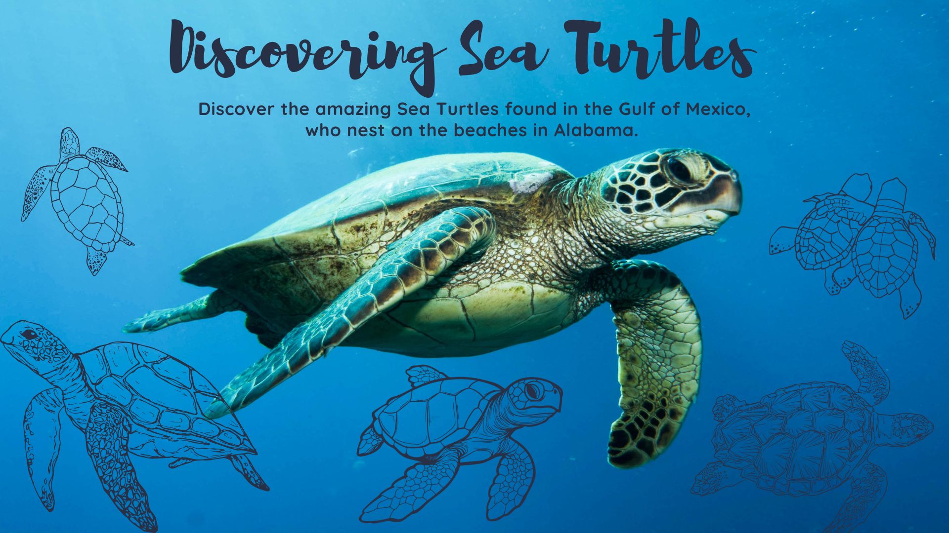 Discovering Sea Turtles