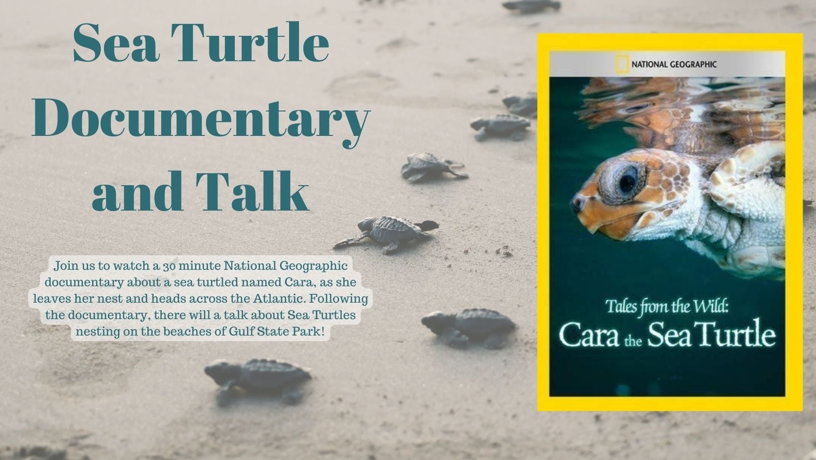 Sea turtle Documentary