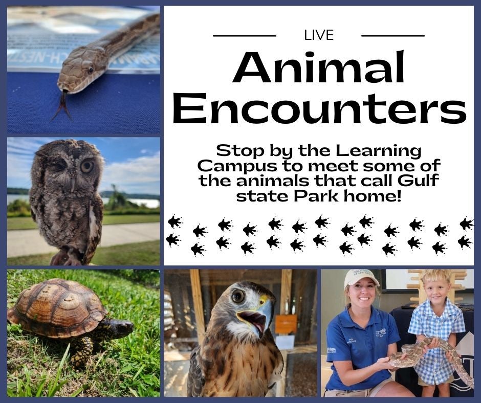 animal encounter