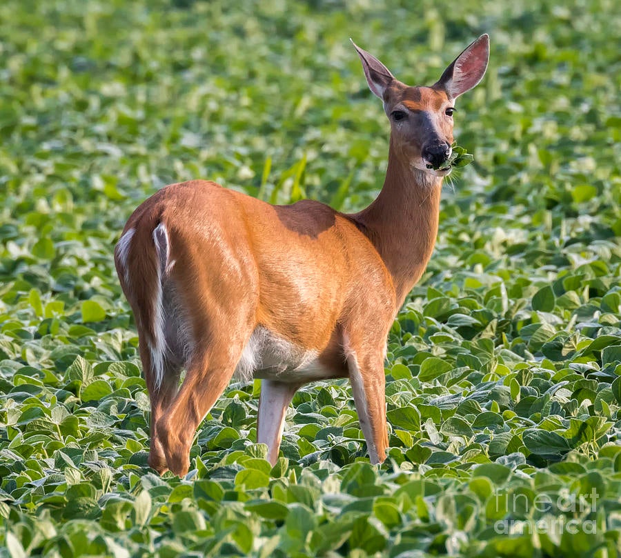 browsing deer