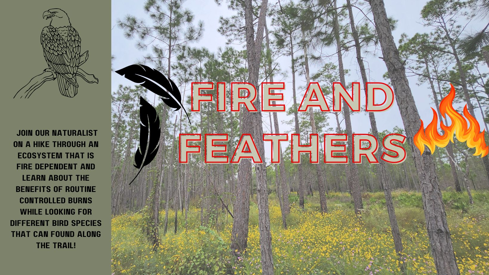 fire and feathers