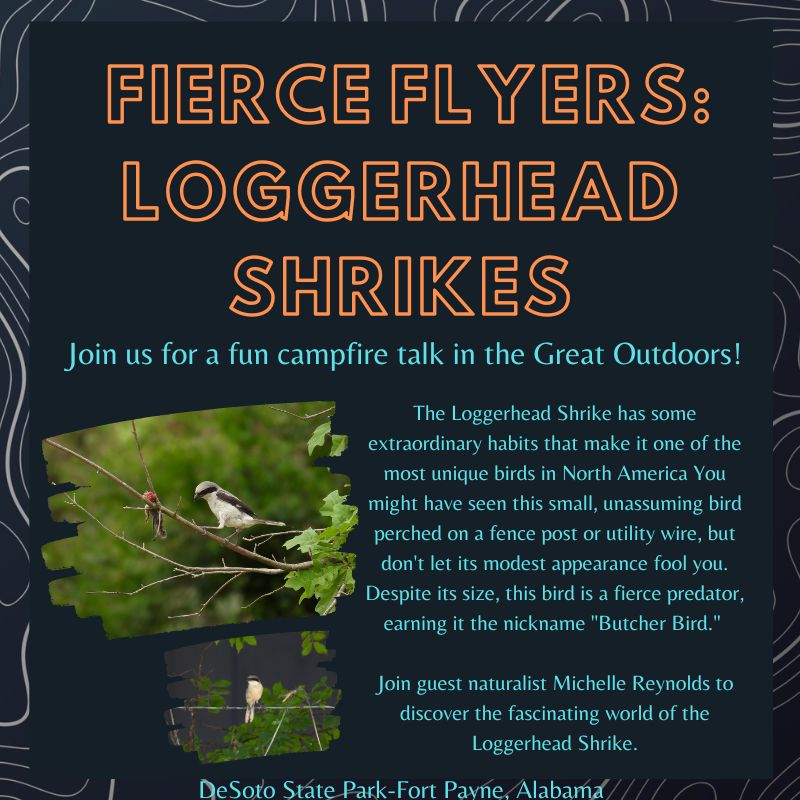 campfire talk Loggerhead Shrikes