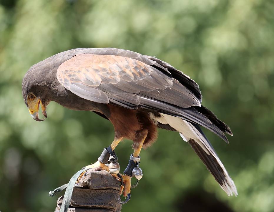 DSP CT Falconry Matt