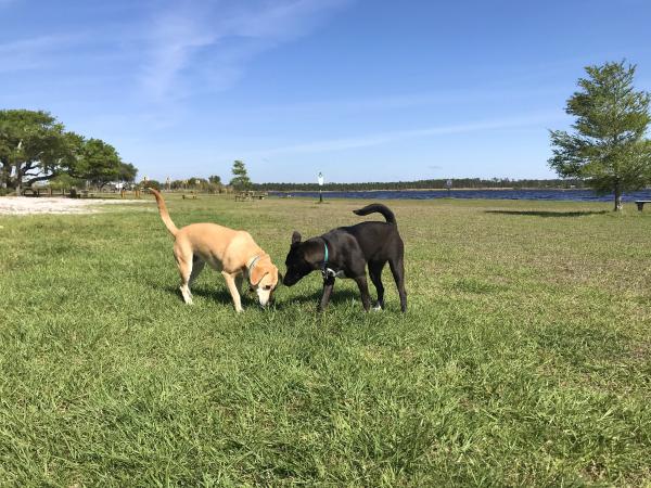 Dog Pond at Lake Shelby | Alapark