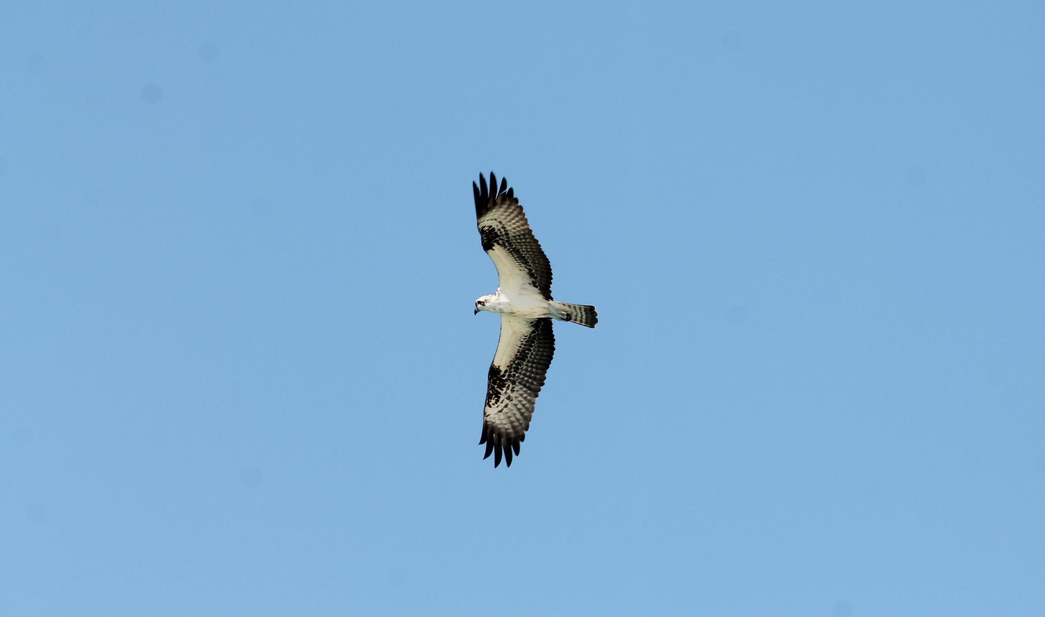 Osprey Soars Through the Sky. Photo by Farren Dell