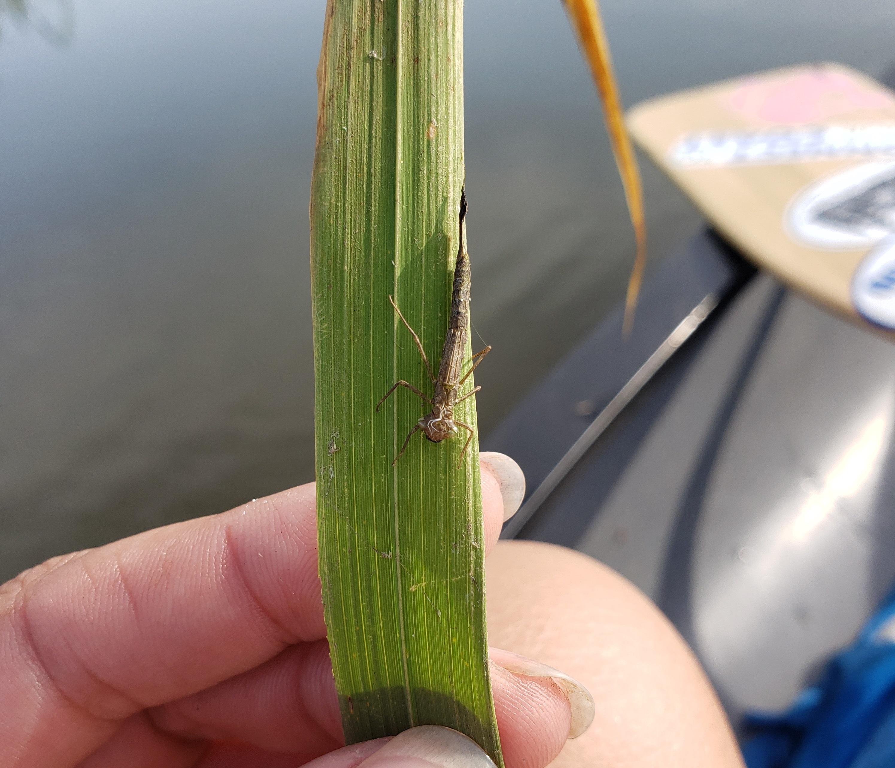 Meaher_aquatic_insect_molt