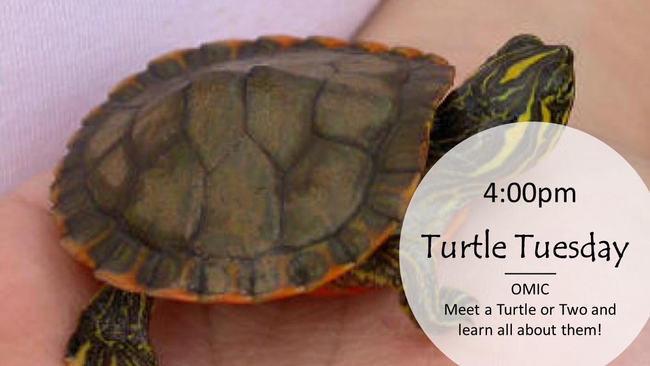 Turtle Tuesday | Alapark