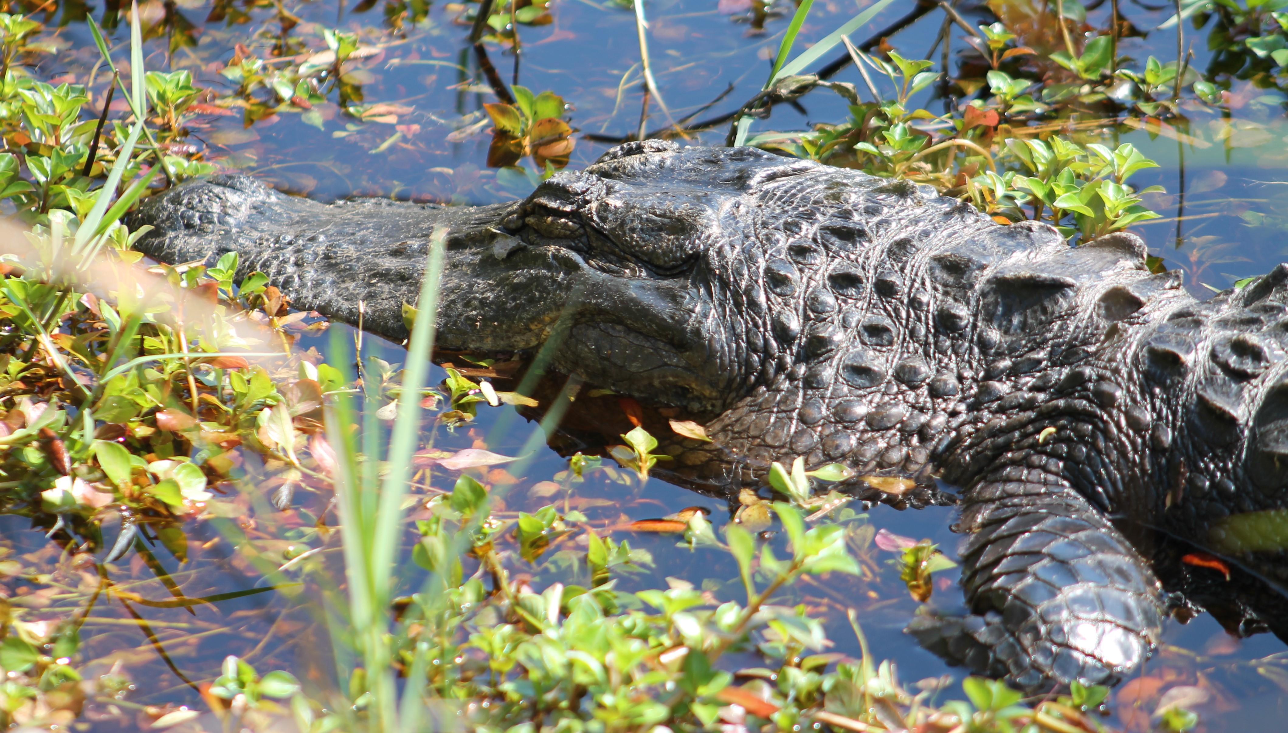 Alligator Basking Near a Trail. Photo by Farren Dell