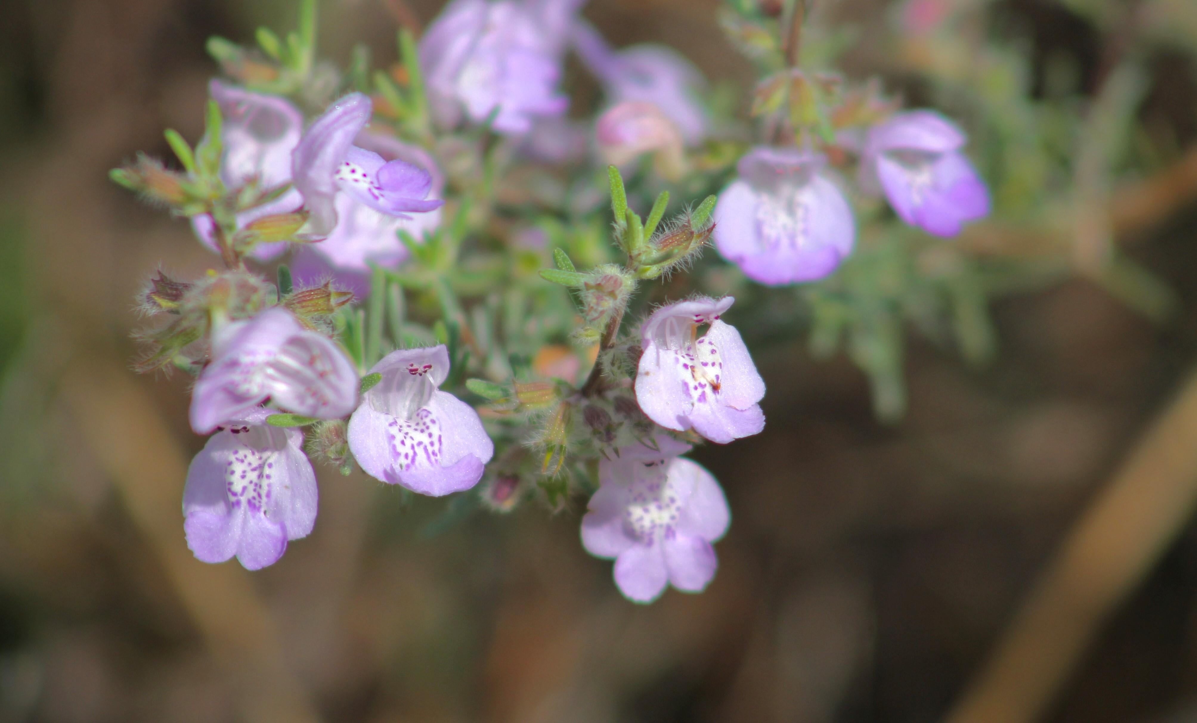 Conradina Blooming in the Park. Photo by Farren Dell