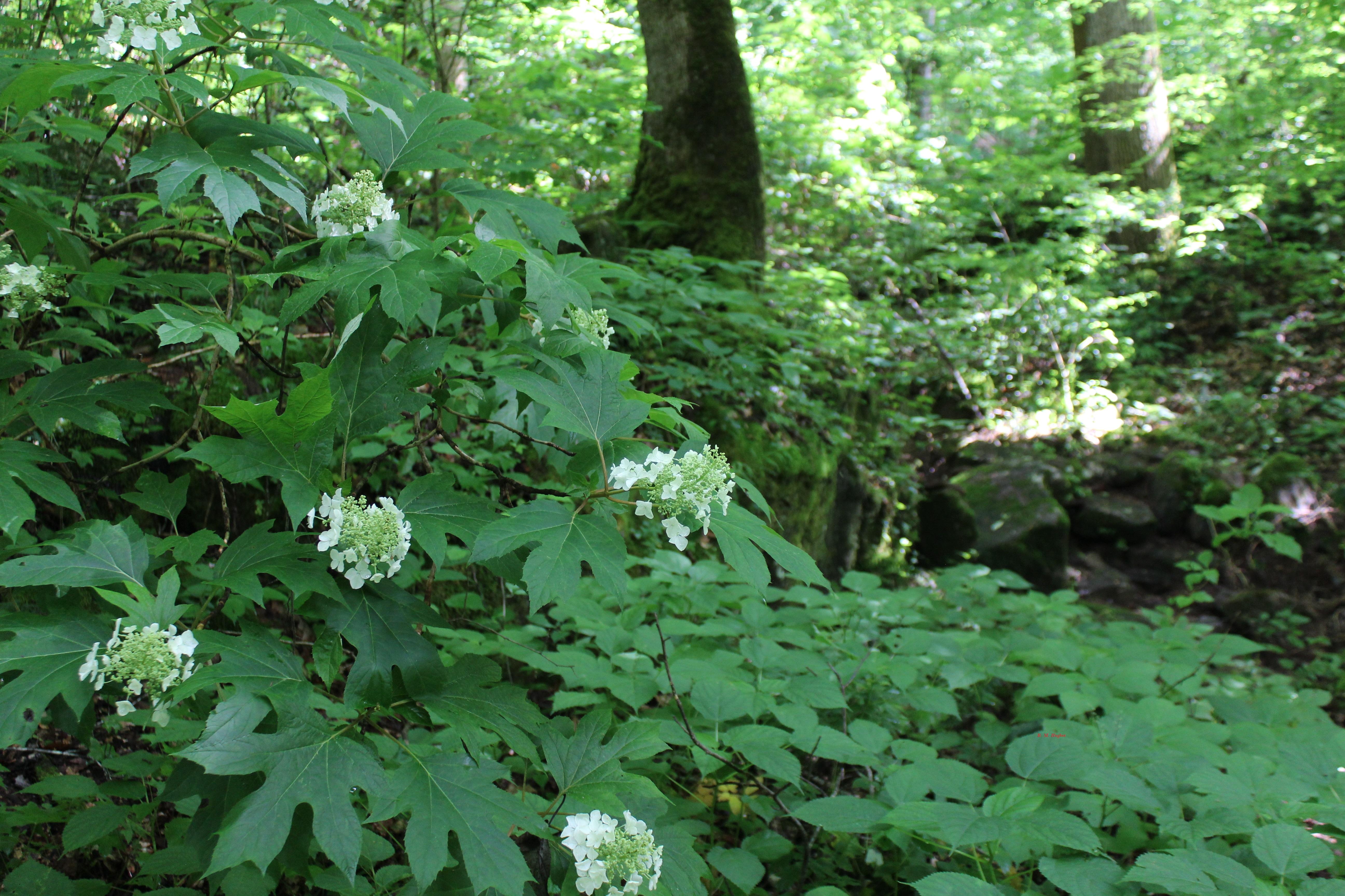 Buck's Pocket State Park Oakleaf Hydrangeas