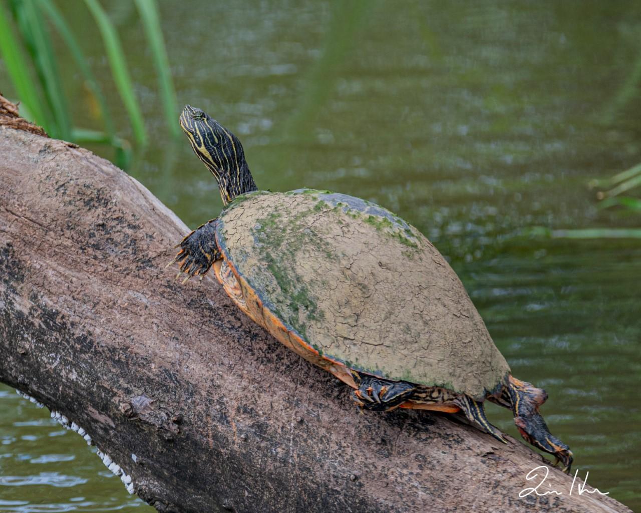 turtle on log