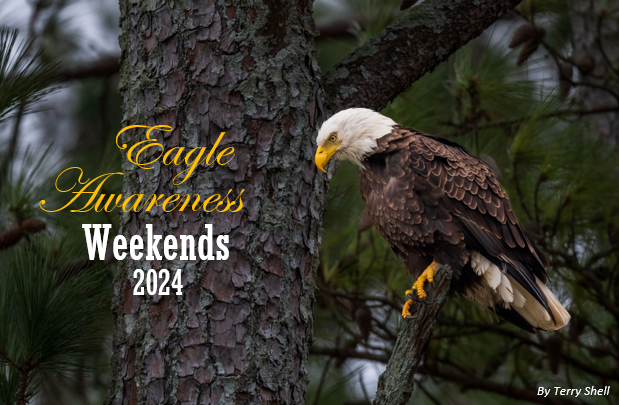 Lake Guntersville State Park Eagle Awareness